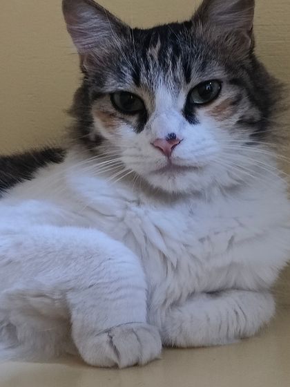 Sammy's Nest - Home Boarding for Small Pets Happy Cats: Our Boarding Guests photo 40