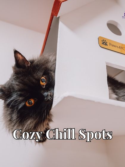 PawsnCollars - Pet Boarding & Hotel The Kitty Cottage: For Our Feline Guests photo 10