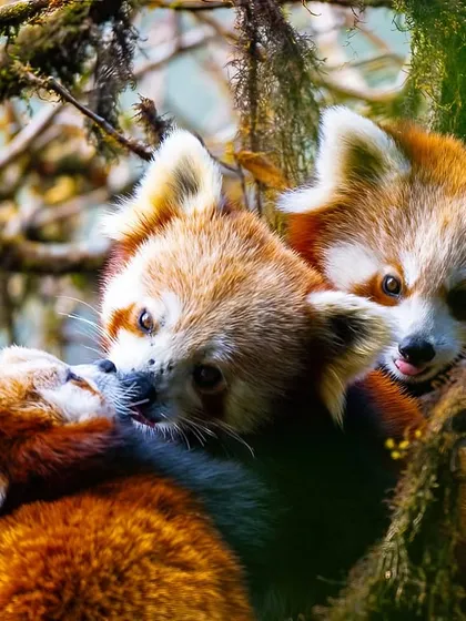 Deep in the misty forests of Singalila National Park, I was fortunate to document this intimate moment of a Red Panda mother with her cubs. These endangered animals are shy and elusive, and capturing their family life is crucial for raising awareness about the threats they face from deforestation and poaching.
