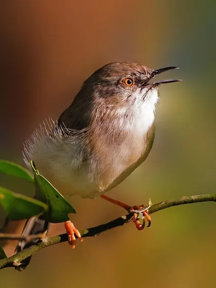 A Delicate Prinia sings its heart out from a perch among green leaves. The colorful, out-of-focus background adds to the cheerful mood of the image.