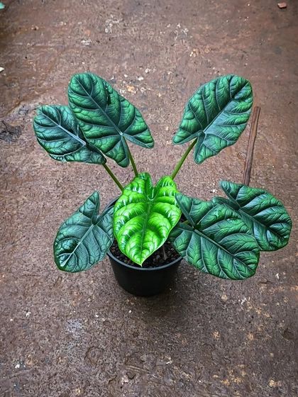 Rare & Collector's Plants photo 24