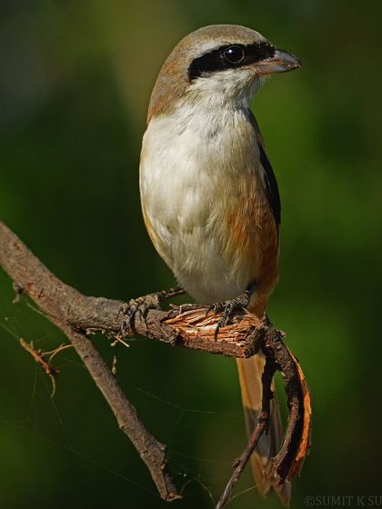 A Long-tailed Shrike enjoying the warm winter sun. The golden light brings out the brown and grey tones of its plumage.