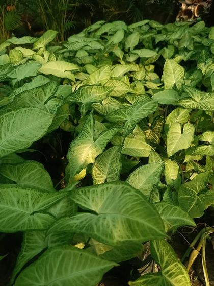A patch of our Syngonium plants, also known as arrowhead plants. They are easy to care for and come in several varieties, making them a versatile choice for any plant collection.