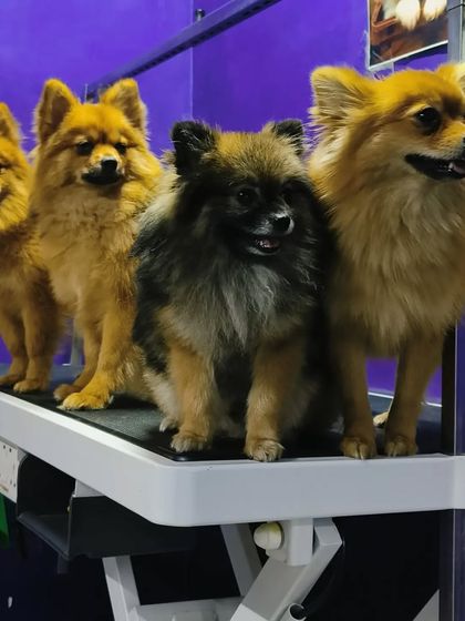 Bengaluru Pet Company - Pet Grooming Our Happy Clients photo 83