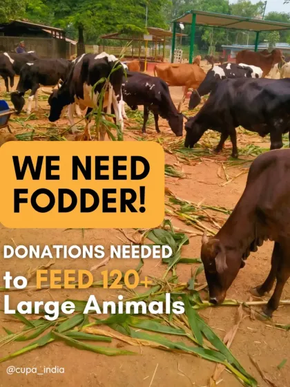 Cupa - Large Animal Sanctuary & Rehabilitation Become a Guardian: Support Our Mission photo 6