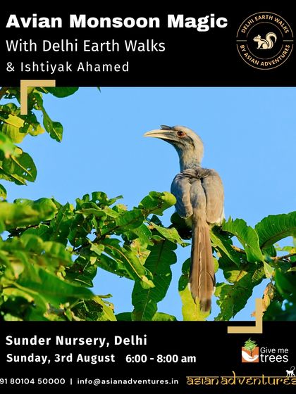 Urban Bird Watching photo 22