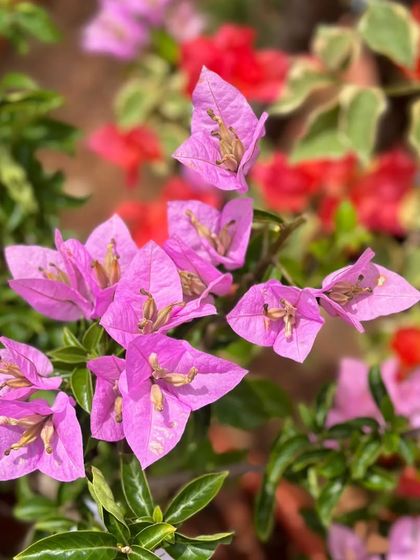 A mix of pink and red Bougainvillea, highlighting the variety of colors available. These plants are perfect for adding a tropical feel to your garden.