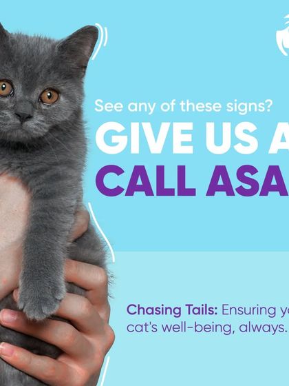 Chasing Tails - Veterinary Care & Hospital Services Feline Health Watch photo 4