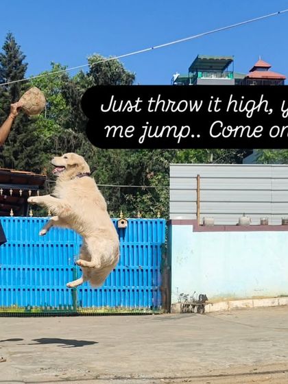 Just throw it high, you see me jump. He really knows how to put on a show for the camera.