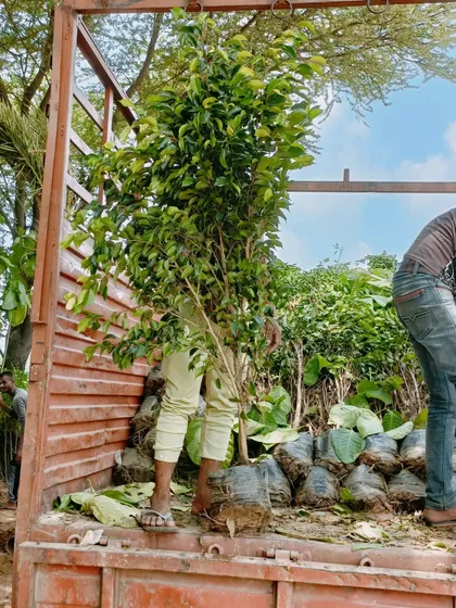 Unloading a Ficus tree at a project site. Handling larger plants requires care to protect the root ball and ensure the tree is not damaged during transport and planting.