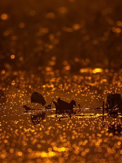 Ducks silhouetted against the water, which is sparkling with the golden light of the morning. The bokeh creates a beautiful, abstract pattern of light.
