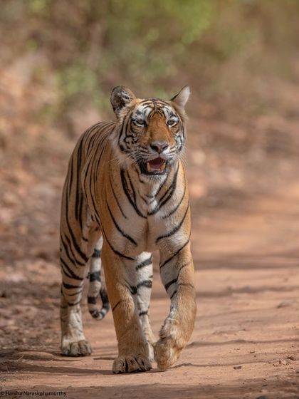 The confident walk of a queen. Arrowhead's legacy lives on in the cubs she raised and the territories she once ruled, a story I am privileged to have witnessed.