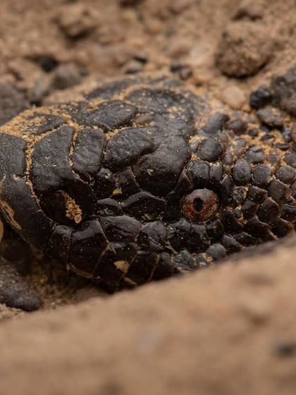 The Smaller Kingdom: Reptiles, Amphibians, and Invertebrates photo 15