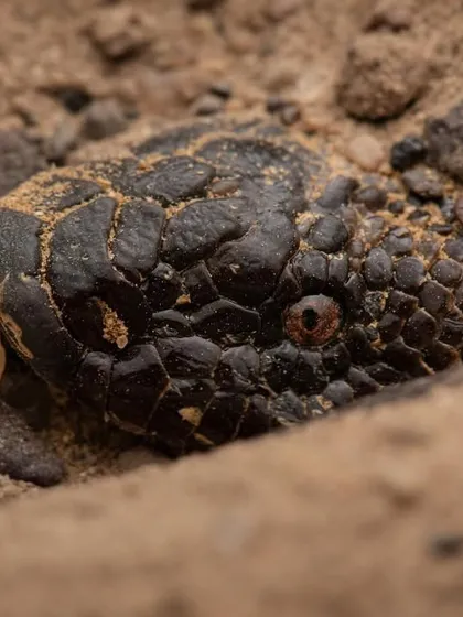An Indian Sand Boa lies in ambush, buried in the sand with only its head exposed. This is my first time documenting this behavior, showing how these snakes hunt by waiting for prey to come to them.