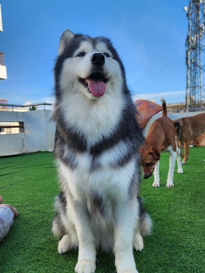 An Alaskan Malamute, a gentle giant. We have the space and strength to handle large, powerful breeds.