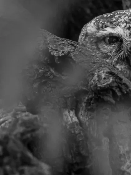 A Spotted Owlet peeking from behind a tree, captured in monochrome. The black and white processing adds a sense of mystery and focuses on the intensity of its eye.