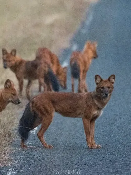 Another perspective of the Dhole pack, showing their social structure as they gather by the roadside. Capturing the entire group required quick thinking and a steady hand.