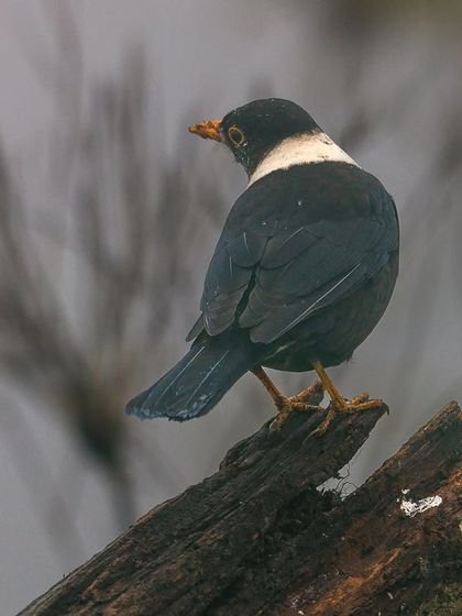 A White-collared Blackbird seen on a foggy winter morning. Its distinct white collar stands out against its dark plumage.