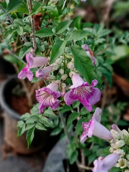 The trumpet-shaped, lavender flowers of a climbing vine in the nursery. These types of flowering climbers are excellent for covering fences or walls with beautiful blooms.