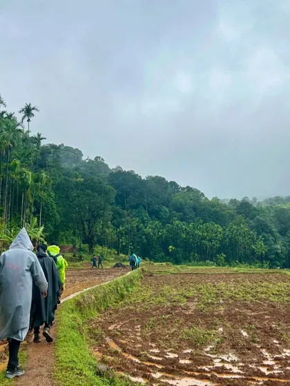 Trekkers walking through lush green paddy fields at the start of the Kodachadri trail. The trek takes you through diverse landscapes.