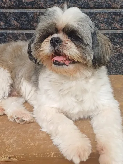 This Shih Tzu is relaxing after a much-needed grooming session. Many small, long-haired breeds are prone to matting if not brushed regularly, but we can always help them get back to feeling comfortable and clean.