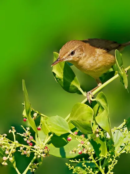 A Blyth's Reed Warbler is perched among the leaves and small berries of a plant. The shot shows the bird in its typical habitat, foraging for insects or fruit.