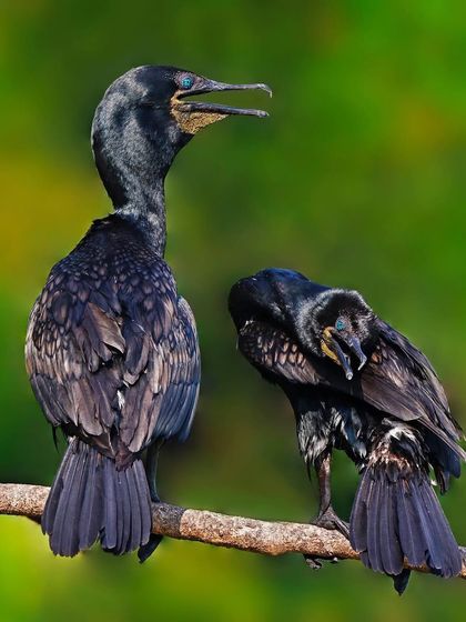 Two Indian Cormorants are perched on a branch. One stands tall while the other is preening, capturing a moment of social grooming and interaction.