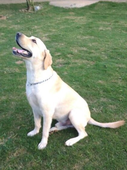 Petboro - Dog Boarding & Daycare Portraits of Our Happy Guests photo 12