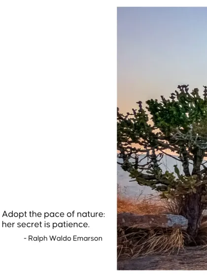 Nature's secret is patience. We provide the space to adopt its pace, to slow down and appreciate the quiet growth happening all around. This view from our Maamara farm is a daily reminder.