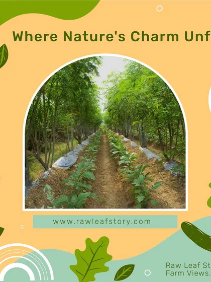 Our farm is a peaceful escape from the city, a place where nature's charm unfolds in every corner. These neat rows of moringa trees and vegetable beds show the organized and clean environment where your food is grown.