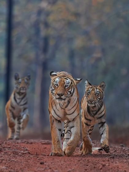 Tigers of India's Jungles photo 72