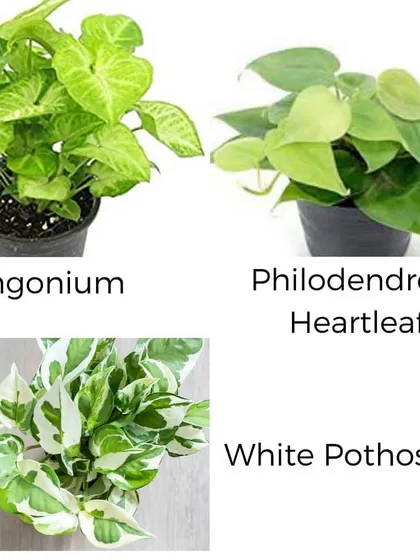 This trio of easy-care plants includes the Syngonium, Philodendron Heartleaf, and the beautifully variegated White Pothos. They are perfect for starting a diverse plant collection.