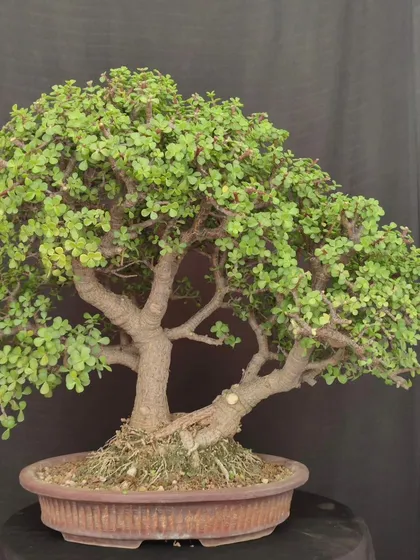 A beautiful Jade bonsai with a well-proportioned trunk and canopy. It's a classic example of the species, perfect for any bonsai lover.
