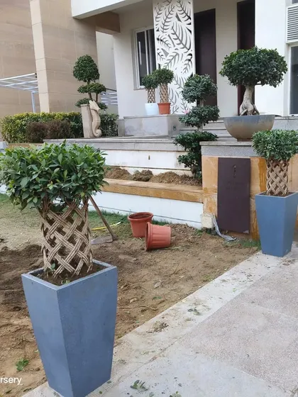 This image shows the placement of large Ficus bonsai in stylish planters as part of a villa's landscape design. Using planters allows for flexible and high-impact decoration.