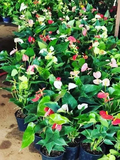 A view of our nursery stock of Anthurium plants. We have them in various colors, including red, pink, and white.