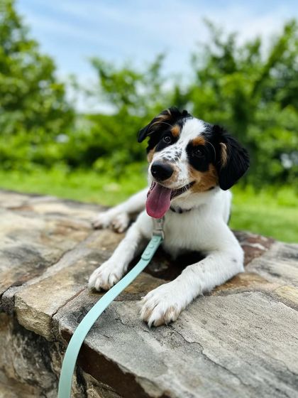 Tulsa Dog Trainer - Immersive Board & Train Programs Board & Train Graduates photo 120