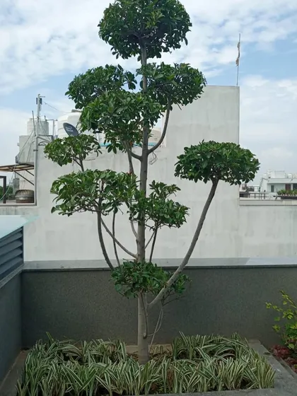 A single, beautifully shaped topiary tree planted in a built-in planter. This serves as an elegant focal point against the simple grey wall of the terrace.