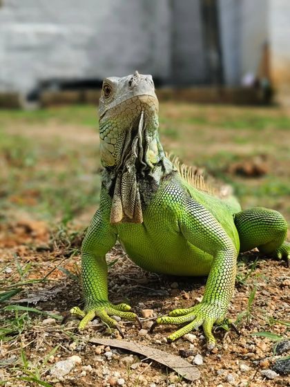 This guy loved sunbathing in the yard. We made sure he had a safe and warm spot.