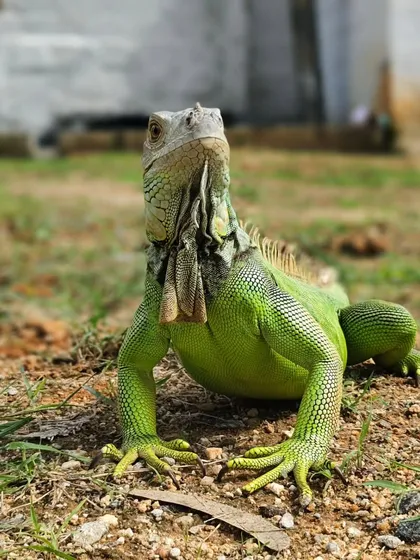 This guy loved sunbathing in the yard. We made sure he had a safe and warm spot.