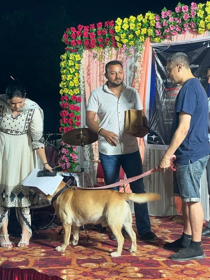 Interacting with one of the participants, a lovely Labrador, on stage. Assessing a dog's temperament and training in a new, busy environment is a key part of judging.