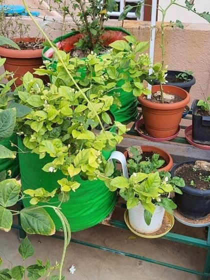 The Garden Hub - Garden Maintenance Garden Stands & Terrace Protection photo 12