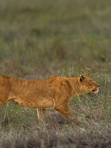 A panning shot of the lioness in full stride. To achieve this, you use a slightly slower shutter speed while moving your camera with the subject. This blurs the background and creates a dynamic sense of motion.
