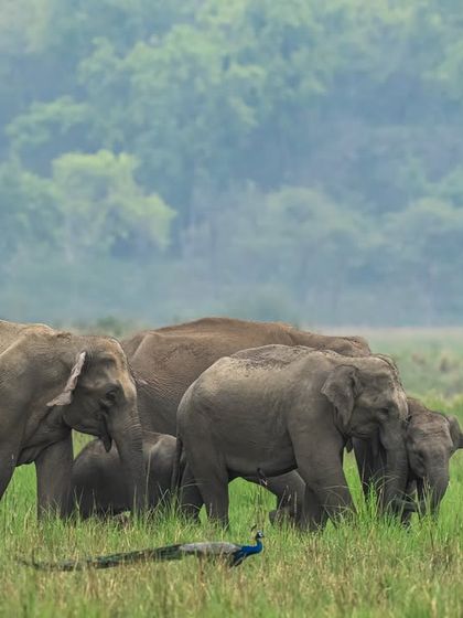 An elephant herd shares its habitat with a peacock. Including multiple species in a single frame adds layers to the story and shows the interconnectedness of the ecosystem.