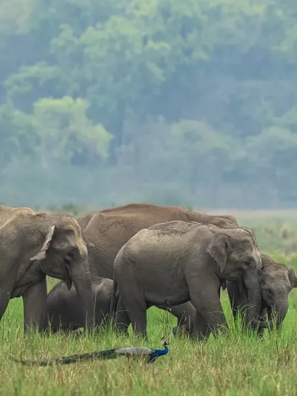 An elephant herd shares its habitat with a peacock. Including multiple species in a single frame adds layers to the story and shows the interconnectedness of the ecosystem.