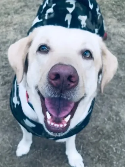 Making mornings brighter with our cute sunshine, Daisy the Labrador. Her happy smile is infectious.