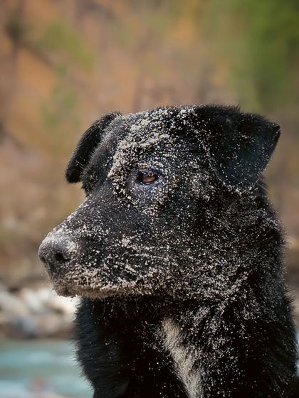 A close-up portrait of the sand-covered dog, focusing on the texture and his intense, soulful eyes.