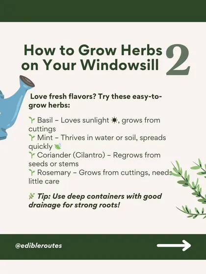 A sunny windowsill is all you need to grow a variety of fresh herbs. This guide shows you how to grow basil, mint, and rosemary from cuttings or seeds.