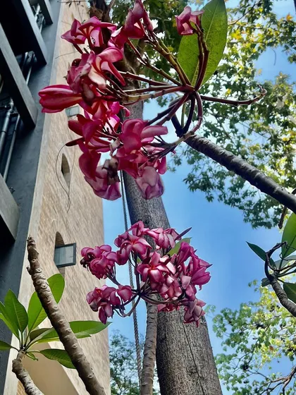 Another perspective of the beautiful pink Frangipani blooms. Our maintenance includes checking for pests and diseases, ensuring that flowering trees like this remain healthy and can produce a spectacular floral display.