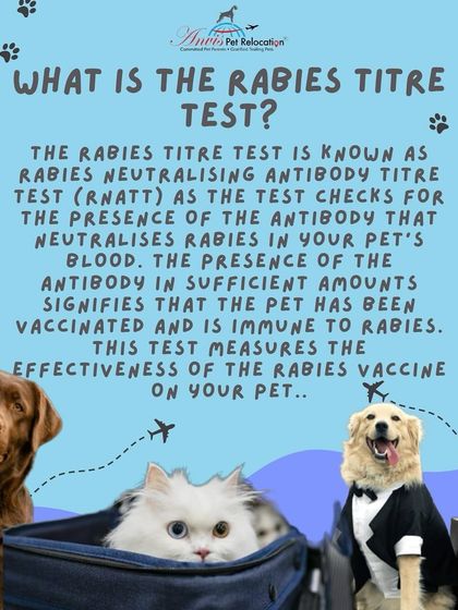 Anvis - Pet Relocation Preparing for Travel: Health, Safety & Documentation photo 6