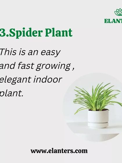 Plant Care Tips & Supplies photo 10